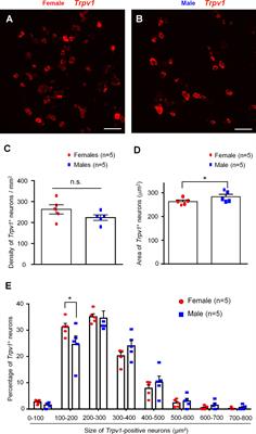 IL-23 Enhances C-Fiber-Mediated and Blue Light-Induced Spontaneous Pain in Female Mice